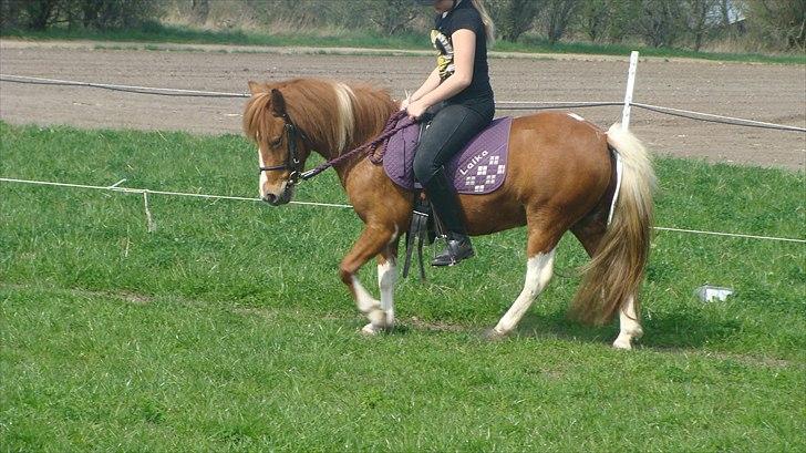 Anden særlig race Laika  billede 3