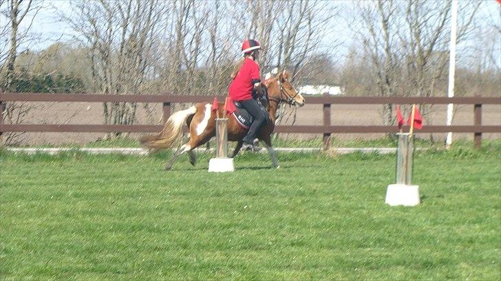 Anden særlig race Laika  billede 4