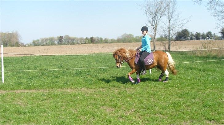 Anden særlig race Laika  billede 5