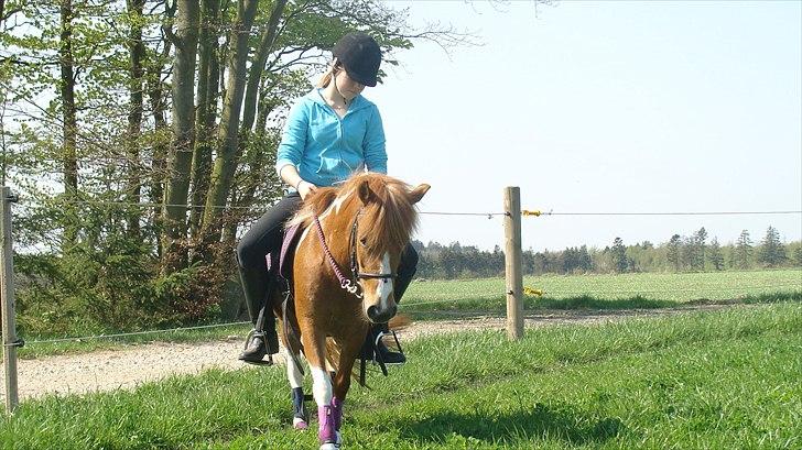 Anden særlig race Laika  billede 6