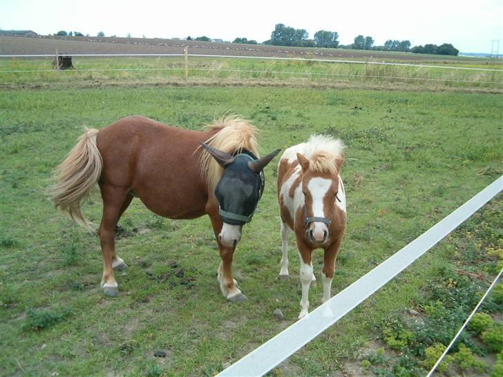 Shetlænder Fanny  RIP  - Fanny sammen med føl fra 2008 billede 7