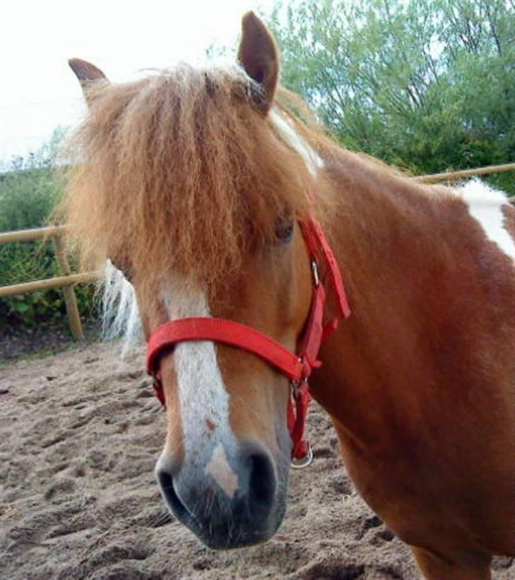 Shetlænder Emma ( Gammel passerpony) - emma på fold  billede 1