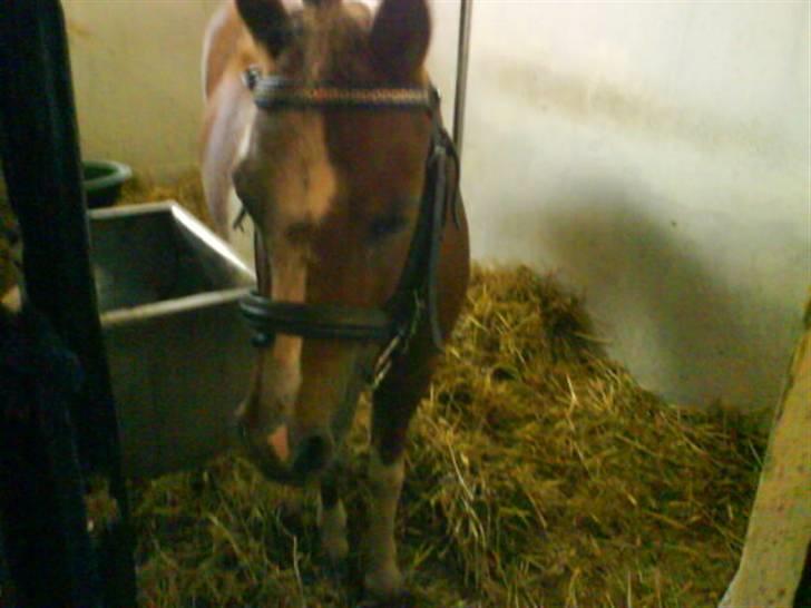 Shetlænder Emma ( Gammel passerpony) - klar til at ride hyp hyp :)  billede 2