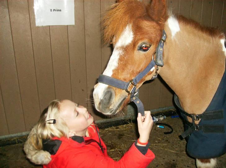 Shetlænder Emma ( Gammel passerpony) - UDE PÅ STALDGANEGN :)  billede 4