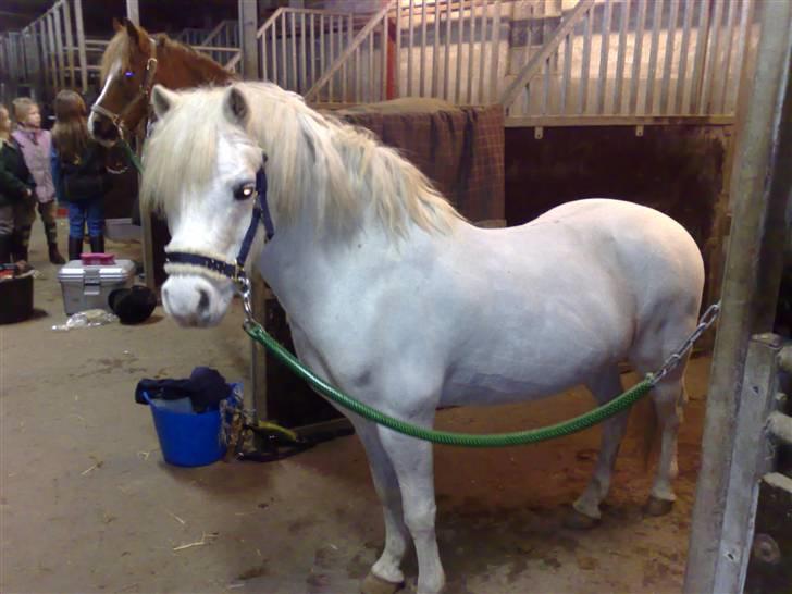 Welsh Mountain (sec A) Møllegaards Flamme (solgt - VELKOMMEN TIL MIN PROFIL... JEG ER FLAMME.! billede 2