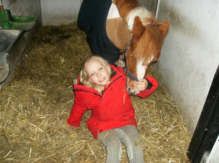 Shetlænder Emma ( Gammel passerpony) - ..hyg billede 7