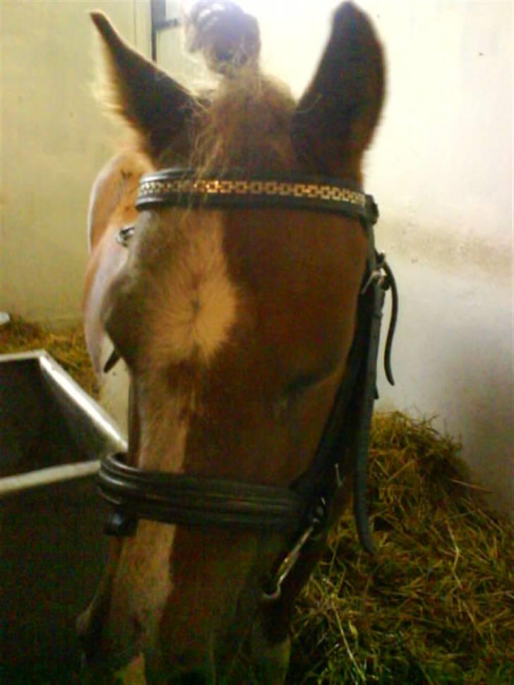 Shetlænder Emma ( Gammel passerpony) - skal lige til at trække ud :)  billede 10