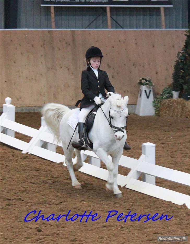 Welsh Mountain (sec A) Møllegaards Flamme (solgt -  mit første distrikstævne i Hedensted LA1 billede 3