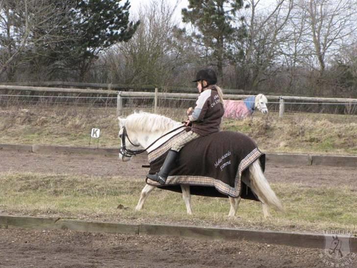 Welsh Mountain (sec A) Møllegaards Flamme (solgt - hygge uden sadel flamme syntes det er hygge med ørene frem billede 4