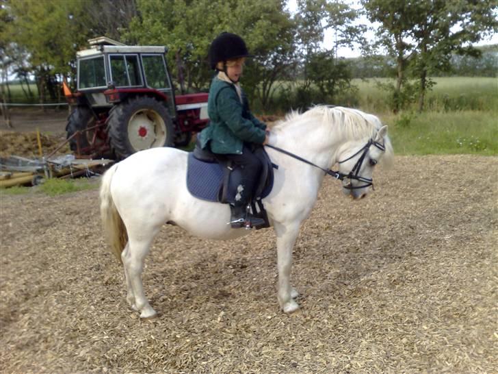 Welsh Mountain (sec A) Møllegaards Flamme (solgt - Så trænes der parader billede 5
