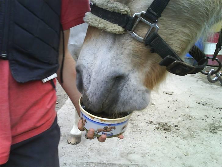 Fjordhest julie *NYT BILLED kig!! - lakrids sliksten billede 7