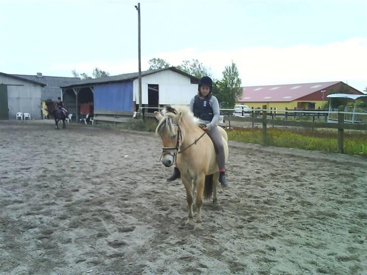 Fjordhest julie *NYT BILLED kig!! - ridning uden sadel billede 8