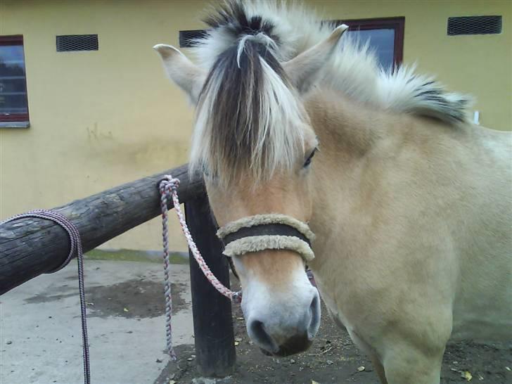 Fjordhest julie *NYT BILLED kig!! billede 9