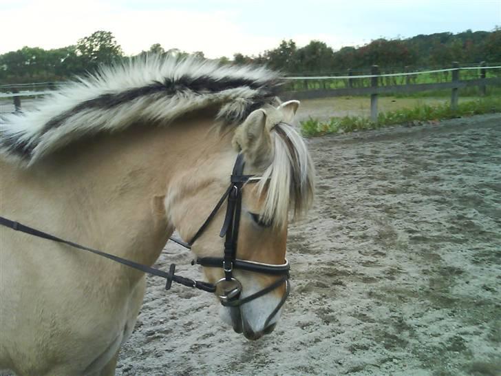 Fjordhest julie *NYT BILLED kig!! - Er hun ik bare smuk??<´3 billede 10