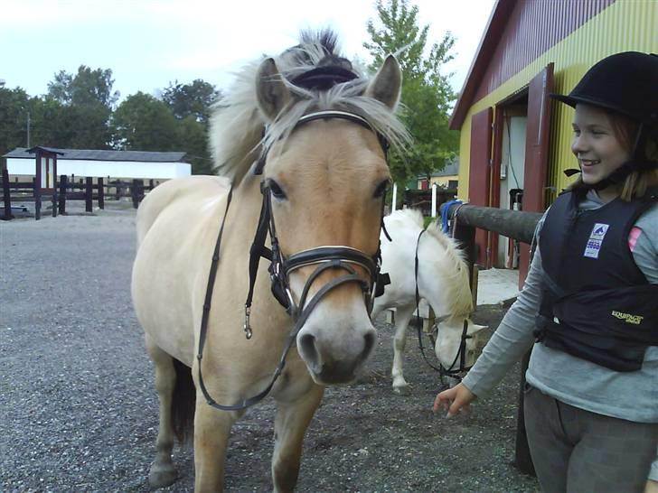 Fjordhest julie *NYT BILLED kig!! - pjuske mus billede 12