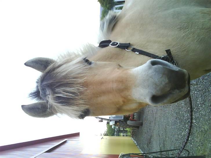 Fjordhest julie *NYT BILLED kig!! billede 13