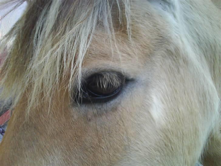 Fjordhest julie *NYT BILLED kig!! - øje billede 14