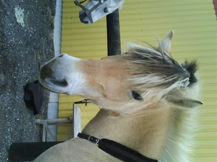 Fjordhest julie *NYT BILLED kig!! - sødt bare billede 15