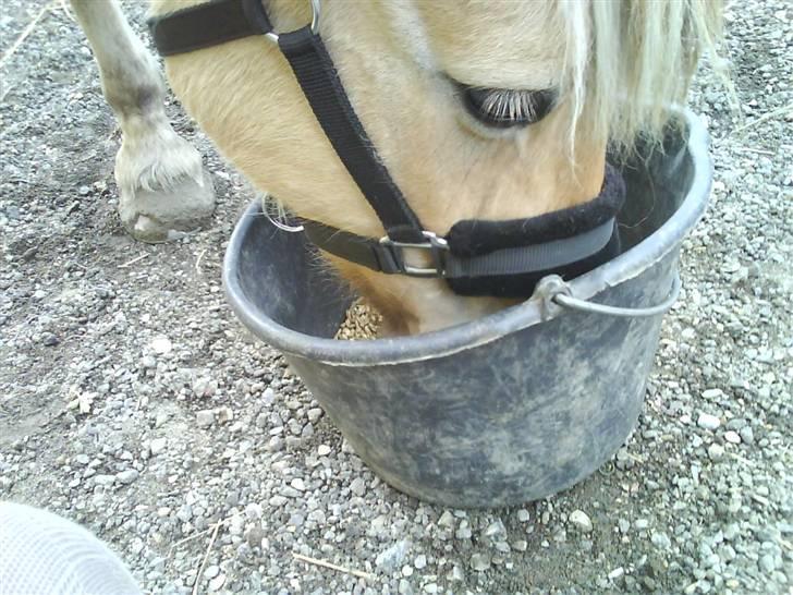 Fjordhest julie *NYT BILLED kig!! - mad mad mad billede 16