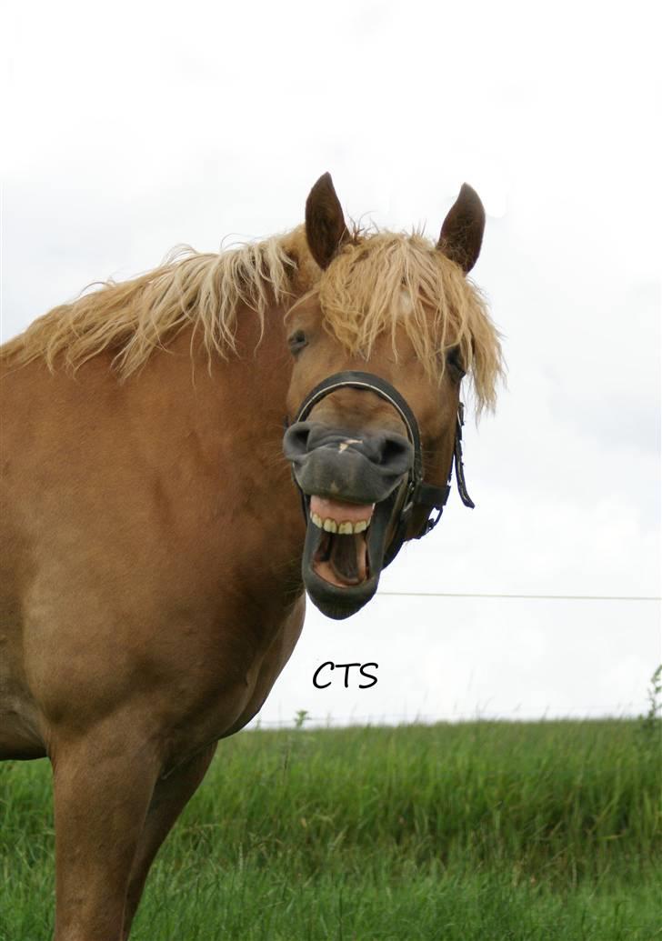 Haflinger Herbi - 12 - Er du træt? ö. :D Foto: CTS billede 12