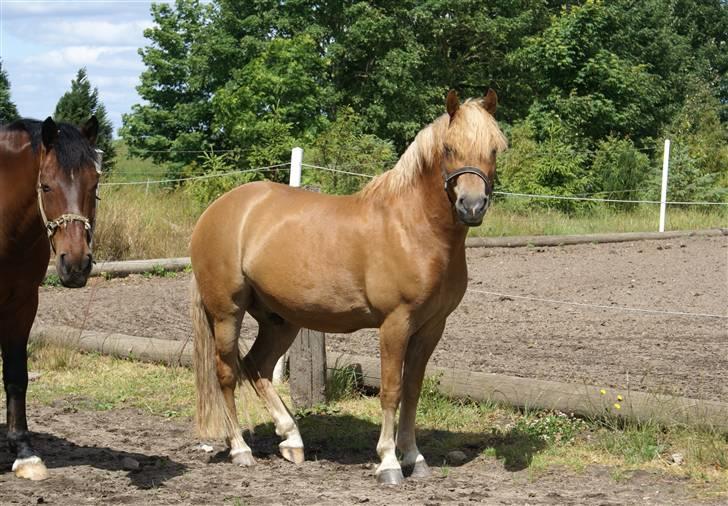 Haflinger Herbi - 2 - Smukke på fold. Foto: CTS billede 2