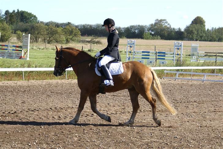 Haflinger Herbi - 6 - LC3 i Thorning. Foto: Far billede 6