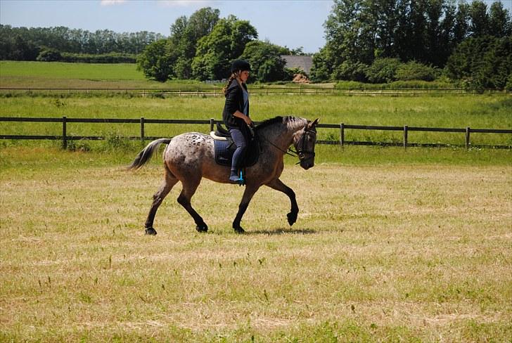 Knabstrupper Dusty Dot -  . mig og min fantastiske hest, en af de sidste dage med ham:) billede 1