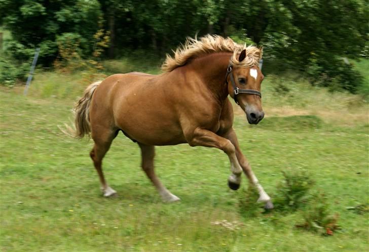 Haflinger Herbi - 7 - Herbi leger vildhest xD faaarlig! Foto: CTS billede 7