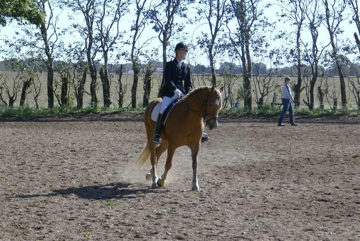 Haflinger Herbi - 8 - Opvarmning i Thorning. Han gik skide godt den dag, desværre blev vi disket 8D Foto: Far billede 8