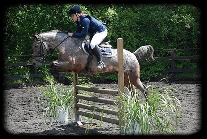 Knabstrupper Dusty Dot -  .  billede 3