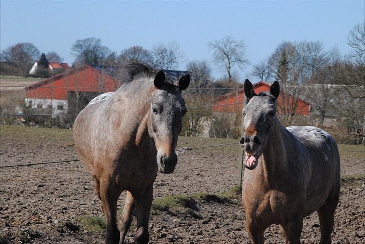 Knabstrupper Dusty Dot -  .  billede 4