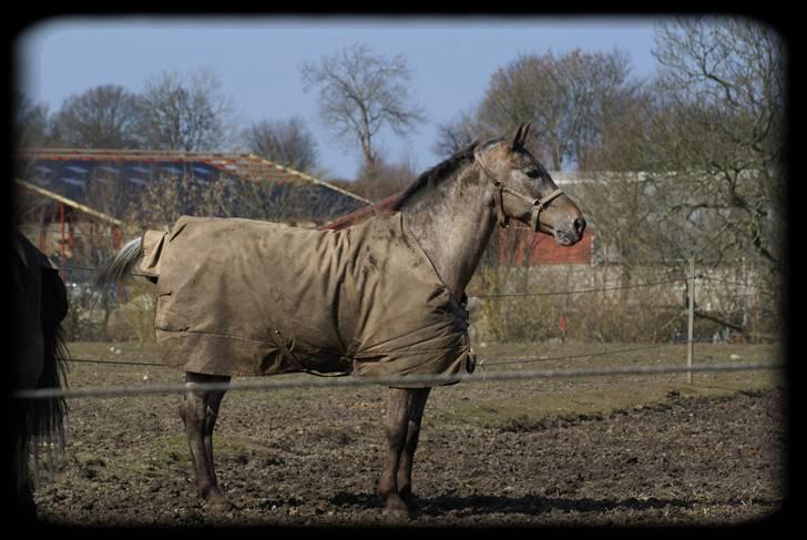 Knabstrupper Dusty Dot - .  billede 5