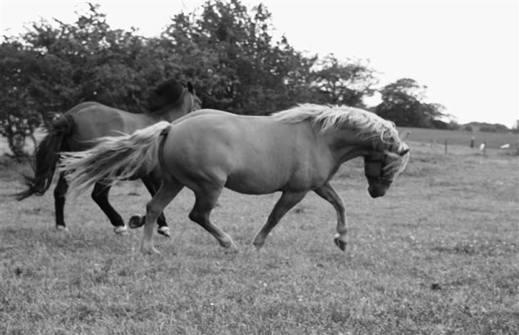 Haflinger Herbi - 9 - Han kan godt? 8D Foto: CTS billede 9