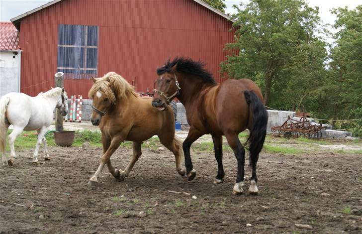 Haflinger Herbi - 10 - Herbi og Raudi leger :D Se lige den trav, Herbi er i besiddelse af? ö Foto: CTS billede 10