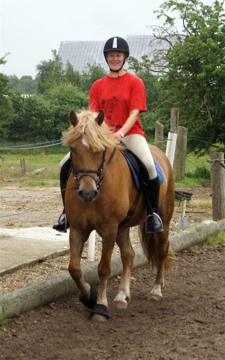 Haflinger Herbi - 11 - Lena rider Herbi :b Foto: CTS billede 11