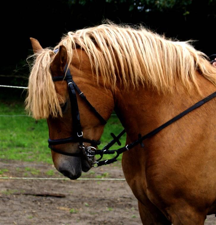 Haflinger Herbi - 1 - Så fin han er :) Foto: CTS billede 1