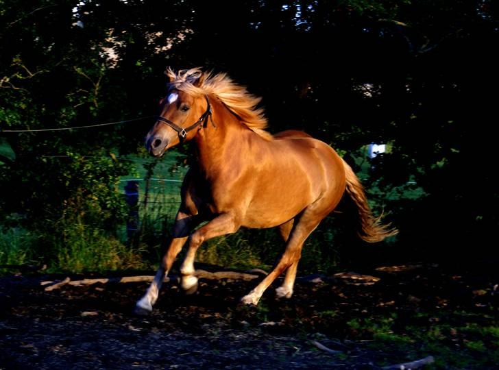 Haflinger Herbi - 13 - Herbi løsspringes på folden, i solnedgangen :) Foto: CTS billede 13