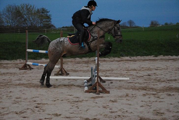 Knabstrupper Dusty Dot -  . Taget af Kim billede 9