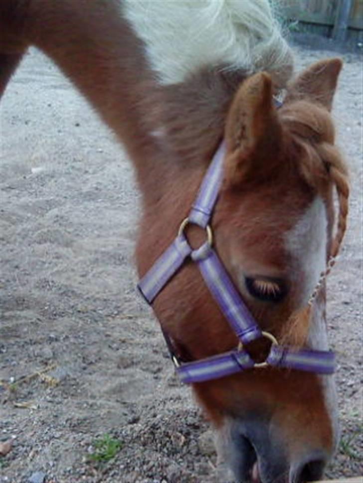 Shetlænder Emma ( Gammel passerpony) - de er ikk så gode :) billede 11