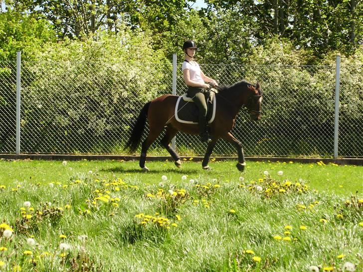 DSP Marengo - SOLGT :'( :'( - SUPER træning med bassemanden<3 Fotograf: Malene Bjørnskov (LL) billede 11