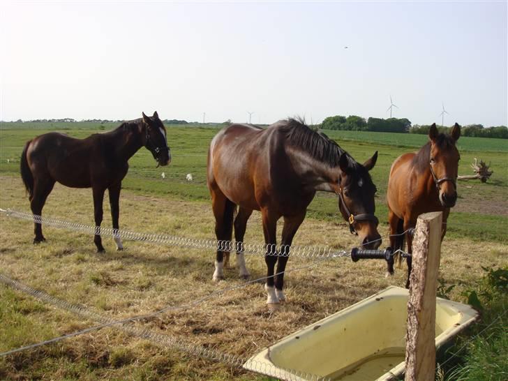Dansk Varmblod Louis Figo *SOLGT* - Utroligt men sandt, her har jeg lige ramt figo fra den "smale" side..c",) billede 18