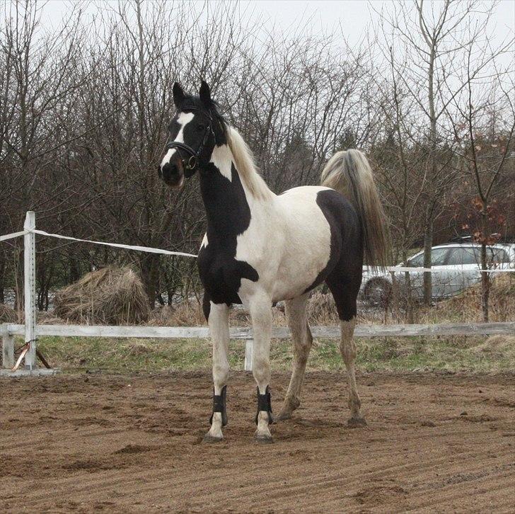 Pinto Søgaards Masterpiece  billede 2