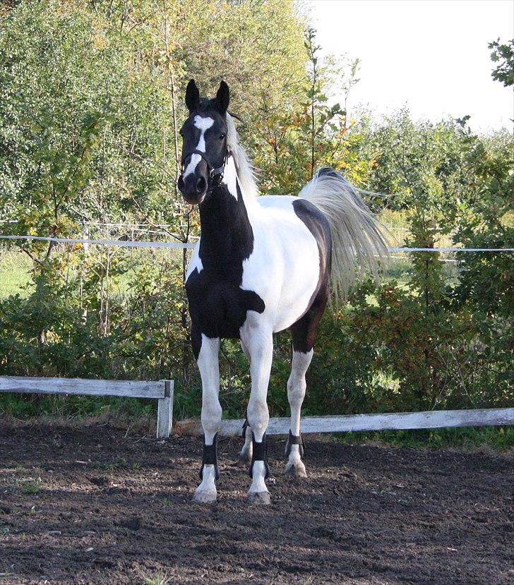 Pinto Søgaards Masterpiece  - 10-10-10 ;) billede 5