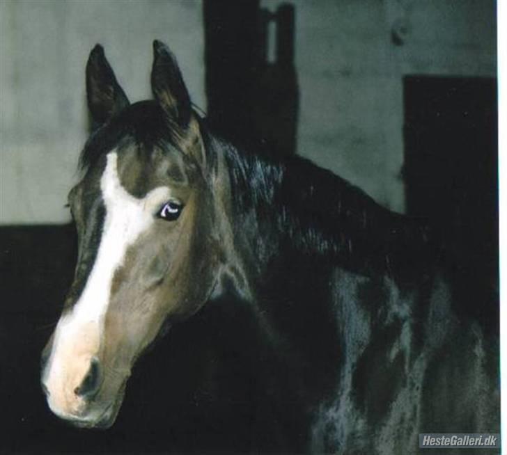 Anden særlig race Miss Ma Matiere - Velkommen til Miss Ma Matiere profil Håber i vil kigge lidt billeder og smide en kommentar billede 1