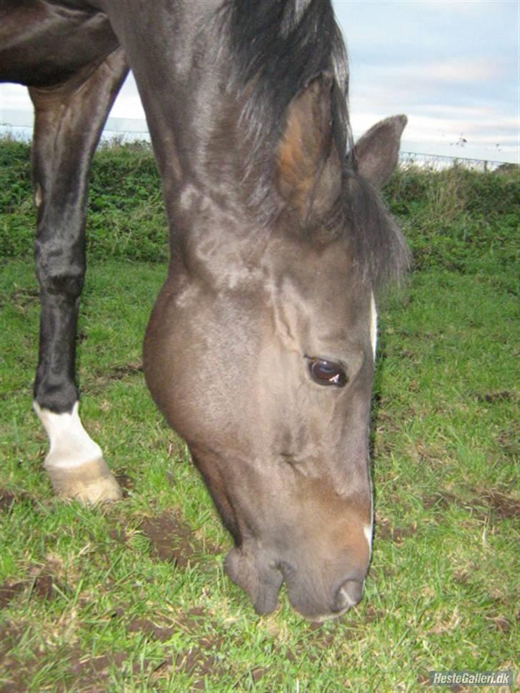 Anden særlig race Miss Ma Matiere billede 6