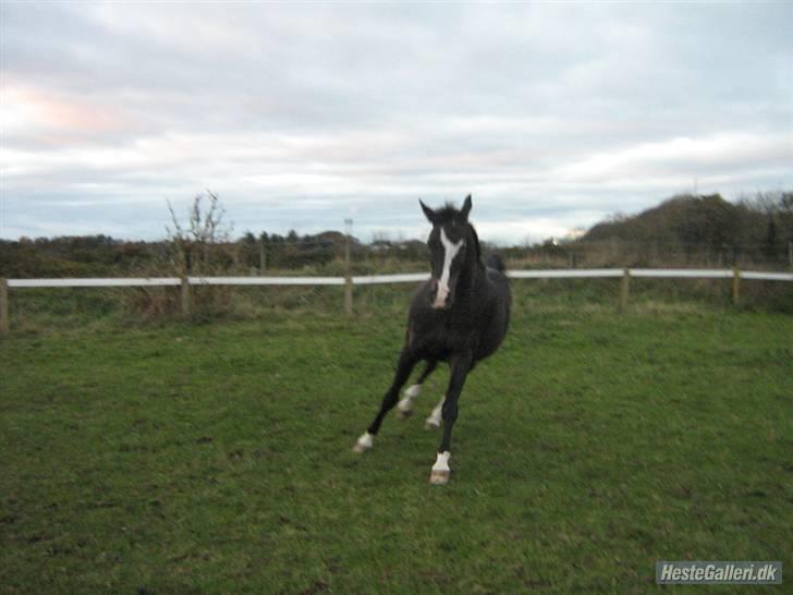 Anden særlig race Miss Ma Matiere billede 7