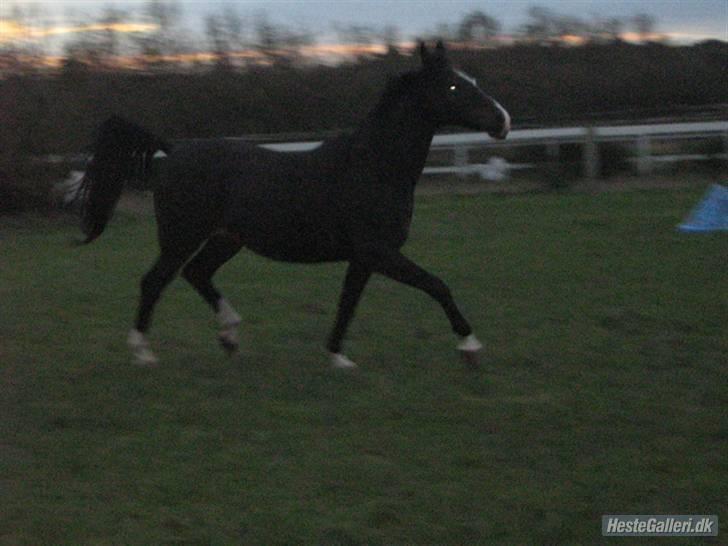 Anden særlig race Miss Ma Matiere billede 10