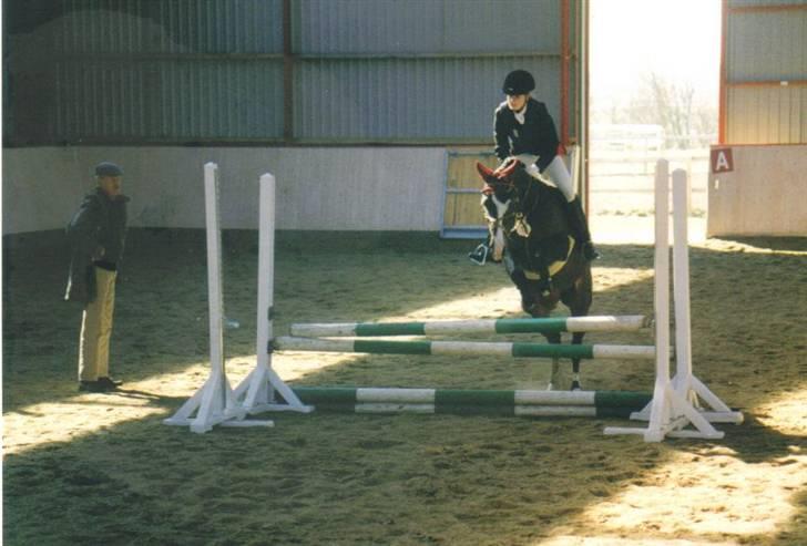 Anden særlig race Miss Ma Matiere - Skjern. billede 13