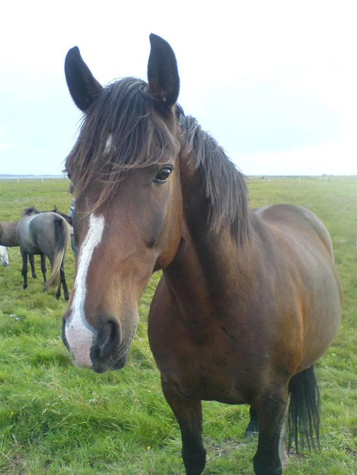 DSP Stidsbjergs Kansas - Stidsbjergs Kansas ser nysgerrigt til. billede 1