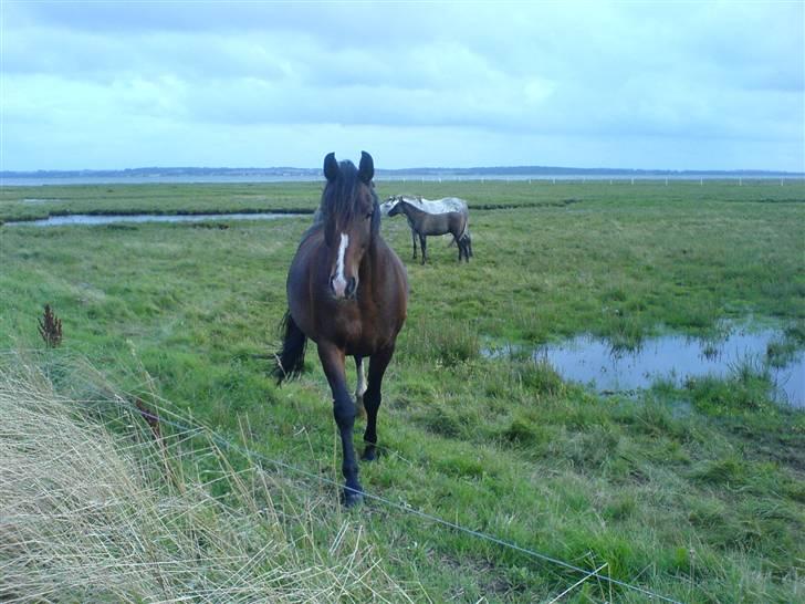 DSP Stidsbjergs Kansas - Stidsbjergs Kansas, kommer altid for at snakke. billede 2